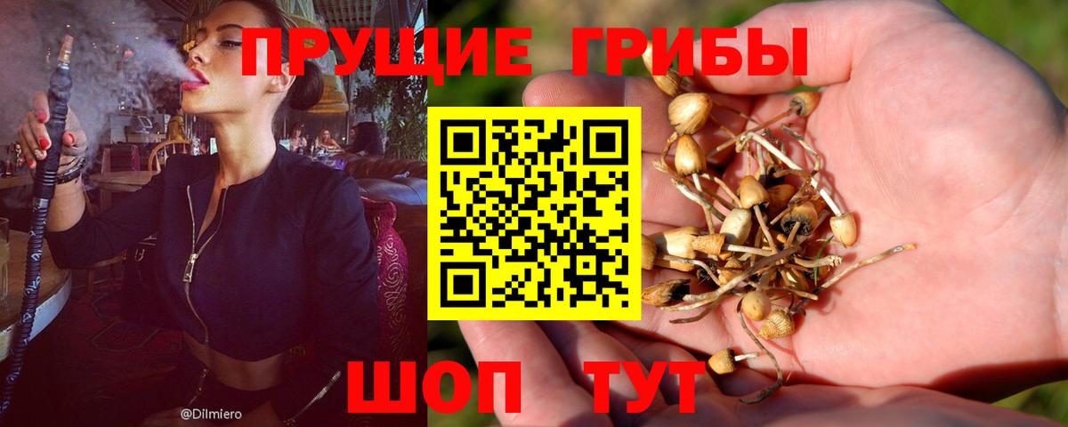 Галлюциногенные грибы Psilocybe Пушкино